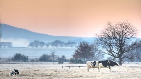 Les températures basses peuvent limiter la production d'herbe, mais en cas d'hiver doux comme cette année, l'herbe continue à pousser. (©Adobe Stock) Les températures basses peuvent limiter la production d'herbe, mais en cas d'hiver doux comme cette année, l'herbe continue à pousser. (©Adobe Stock)