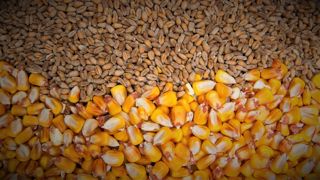 Le blé est actuellement plus compétitif que le maïs dans la fabrication d'aliments du bétail. (©Adobe Stock) Le blé est actuellement plus compétitif que le maïs dans la fabrication d'aliments du bétail. (©Adobe Stock)