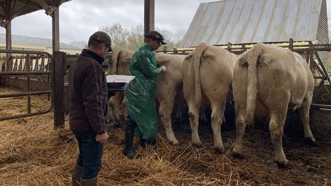 Contrôle de gestation en charolaise