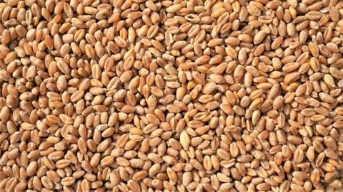 La tonne de blé meunier est passée la semaine dernière sous la barre des 290 €/t, un niveau approchant les prix d'avant-guerre (©Pixabay) La tonne de blé meunier est passée la semaine dernière sous la barre des 290 €/t, un niveau approchant les prix d'avant-guerre (©Pixabay)