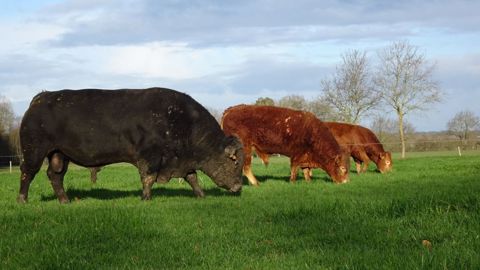Un taureau Angus est utilisé sur les génisses limousines en vêlage deux ans. (© Ferme expérimentale de Thorigné d'Anjou)