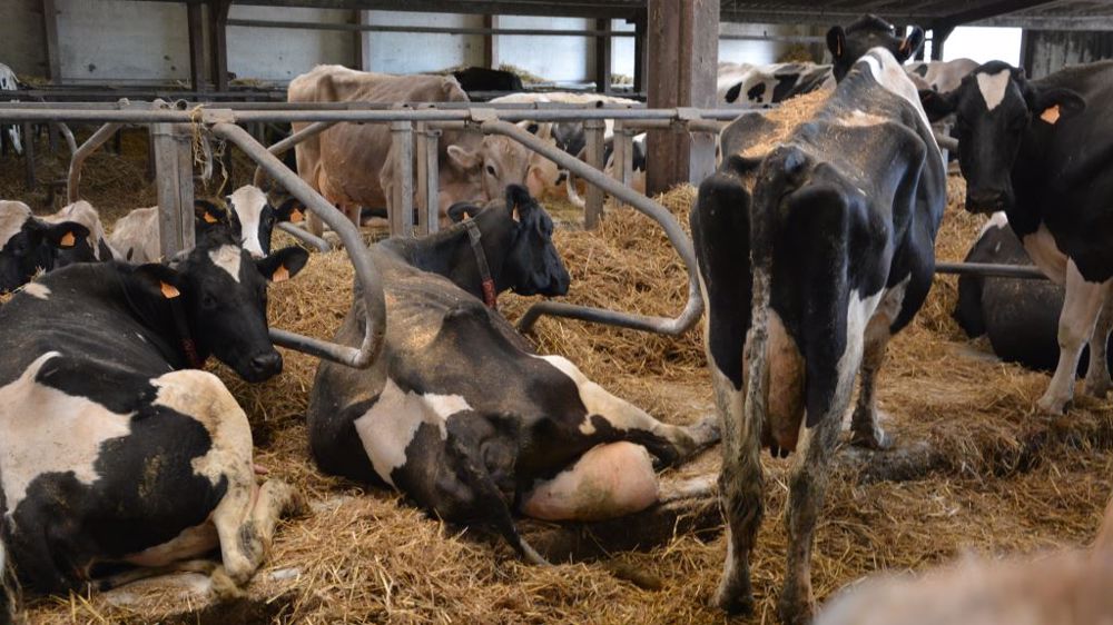 Le Parlement demande que la législation soit transposée de manière uniforme et complète dans tous les États membres, plutôt que d'être renforcée ou étendue. (©Terre-net Média)