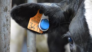 MSD améliore son logiciel Sensehub Dairy pour un meilleur suivi des différentes catégories d'animaux. (©MSD Santé animale) MSD améliore son logiciel Sensehub Dairy pour un meilleur suivi des différentes catégories d'animaux. (©MSD Santé animale)