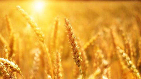 La France est actuellement le cinquième producteur mondial de blé et le quatrième exportateur. (©Pixabay) La France est actuellement le cinquième producteur mondial de blé et le quatrième exportateur. (©Pixabay)