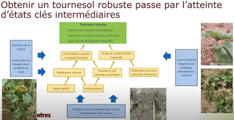 Etats clés pour un tournesol robuste