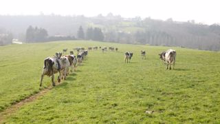 Un des leviers pour gagner en résilience consiste à allonger les périodes de pâturage d’automne et développer le pâturage hivernal quand c’est possible. (©Antoine Humeau) Un des leviers pour gagner en résilience consiste à allonger les périodes de pâturage d’automne et développer le pâturage hivernal quand c’est possible. (©Antoine Humeau)