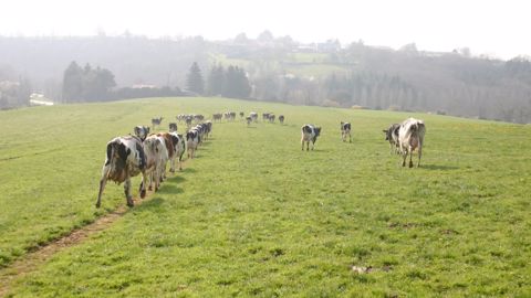 Un des leviers pour gagner en résilience consiste à allonger les périodes de pâturage d’automne et développer le pâturage hivernal quand c’est possible. (©Antoine Humeau)