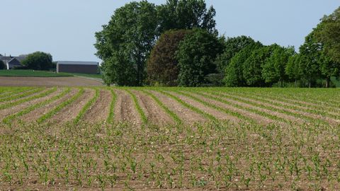 Après un rapport non-satisfaisant en 2021, l'Anses avait déjà introduit des mesures de restriction dans les autorisations de mise sur le marché des produits à base de S-métolachlore. (©Terre-net Média) Après un rapport non-satisfaisant en 2021, l'Anses avait déjà introduit des mesures de restriction dans les autorisations de mise sur le marché des produits à base de S-métolachlore. (©Terre-net Média)