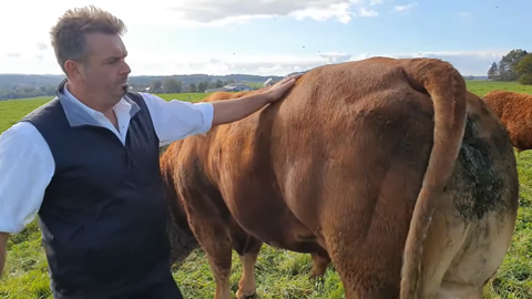Du Blanc Bleu Belge à la Limousine