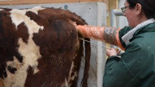 Vaches qui ne reviennent pas en chaleur ou qui ne prennent pas à l'IA : avez-vous pensé à l'endométrite ? Cette pathologie touche environ 20 % des vaches vers 30 jours après le vêlage. (©Terre-net Média)