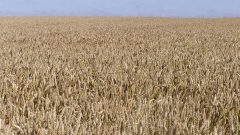 « Ce n'est pas parce que vous empêchez l'exportation de blé en Argentine, que les exportateurs vont se mettre à vendre à bas prix. Sur le marché local, certains vont simplement stocker », explique par exemple David Laborde. (©Terre-net Média) « Ce n'est pas parce que vous empêchez l'exportation de blé en Argentine, que les exportateurs vont se mettre à vendre à bas prix. Sur le marché local, certains vont simplement stocker », explique par exemple David Laborde. (©Terre-net Média)