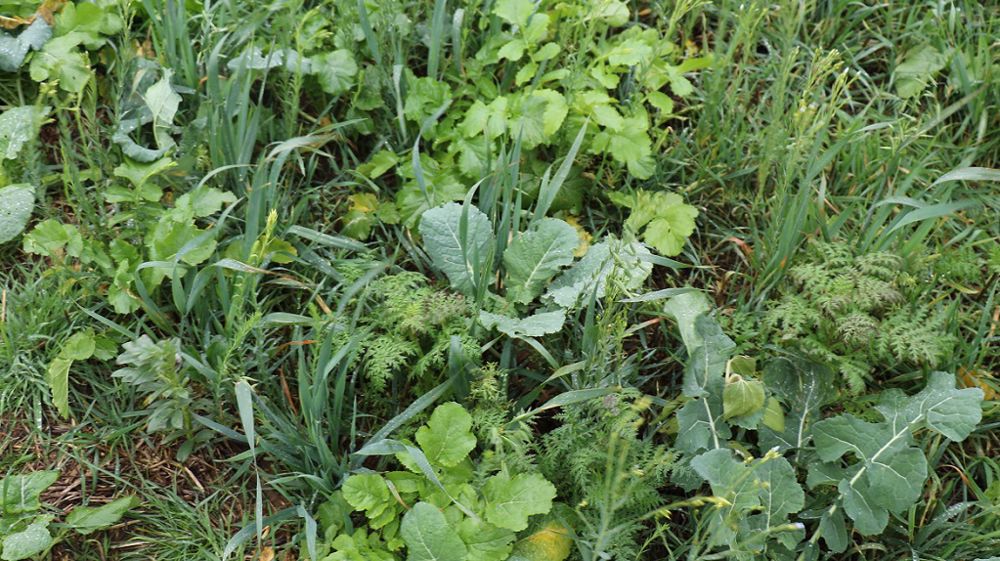 La plateforme digitale FarmVault a été développée pour éviter le double compte des réductions d'émissions et de la capture du carbone d'agriculteurs participant à plusieurs programmes de rémunération carbone. (©Terre-net Média)