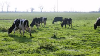 « Faire du lait n'est pas qu'une question d'alimentation. Il faut d'abord construire des animaux efficaces et cela démarre dès le stade fœtal », explique Yann Martinot, directeur technique d'Elvup. (©Terre-net Média)