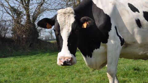 Et vous, où en êtes-vous dans la mise à l'herbe de votre troupeau ? Pensez-vous qu'il s'agira d'une bonne saison herbagère ? Dites-nous en commentaires ! (©Terre-net Média) Et vous, où en êtes-vous dans la mise à l'herbe de votre troupeau ? Pensez-vous qu'il s'agira d'une bonne saison herbagère ? Dites-nous en commentaires ! (©Terre-net Média)