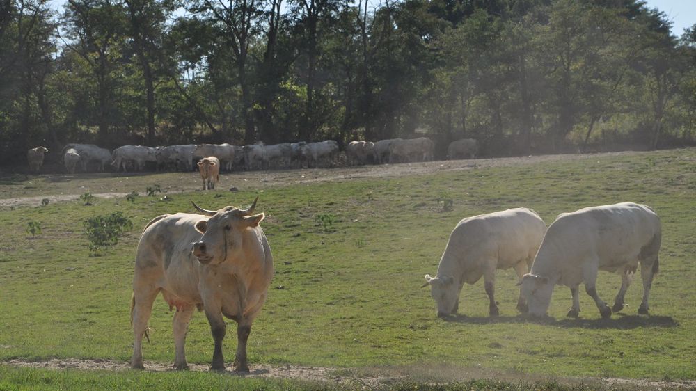 Le pâturage tournant dynamique permet d'allonger un peu la saison de pâturage