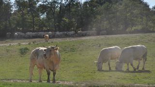 Le pâturage tournant dynamique permet d'allonger un peu la saison de pâturage