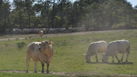 Le pâturage tournant dynamique permet d'allonger un peu la saison de pâturage