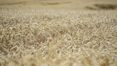 Le prix du blé connaît ce mercredi son plus bas niveau depuis un an sur le marché européen. (©<a href="https://pixabay.com/fr/photos/%c3%a9pis-bl%c3%a9-r%c3%a9colter-m%c3%bbr-des-graines-7325780/" target="_blank">Miroslaw i Joanna Bucloc/Pixabay</a>) Le prix du blé connaît ce mercredi son plus bas niveau depuis un an sur le marché européen. (©<a href="https://pixabay.com/fr/photos/%c3%a9pis-bl%c3%a9-r%c3%a9colter-m%c3%bbr-des-graines-7325780/" target="_blank">Miroslaw i Joanna Bucloc/Pixabay</a>)