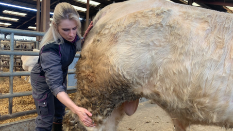 Pour manipuler les animaux, Céline préfère la méthode douce. (© Terre-net Média) Pour manipuler les animaux, Céline préfère la méthode douce. (© Terre-net Média)