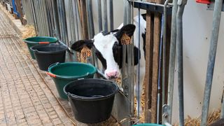 Les défauts de croissance, les soucis sanitaires ou encore la mortalité impactent le nombre d'animaux élevés, le taux de renouvellement et bien-sûr le coût d'élevage. (©Terre-net Média) Les défauts de croissance, les soucis sanitaires ou encore la mortalité impactent le nombre d'animaux élevés, le taux de renouvellement et bien-sûr le coût d'élevage. (©Terre-net Média)