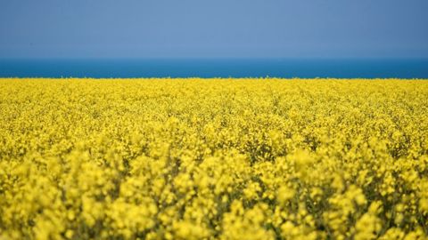 Peu avant 14h00, lundi 3 avril, le colza Euronext à terme août 2023 montait de 12 €/t, à 482,50 €/t. L’échéance mai 2023 grimpait de 12,75 €/t, à 488,50 €/t (<a href="https://pixabay.com/fr/users/jaclou-dl-5602247/" target="_blank">©JACLOU-DL</a>, AdobeStock) Peu avant 14h00, lundi 3 avril, le colza Euronext à terme août 2023 montait de 12 €/t, à 482,50 €/t. L’échéance mai 2023 grimpait de 12,75 €/t, à 488,50 €/t (<a href="https://pixabay.com/fr/users/jaclou-dl-5602247/" target="_blank">©JACLOU-DL</a>, AdobeStock)