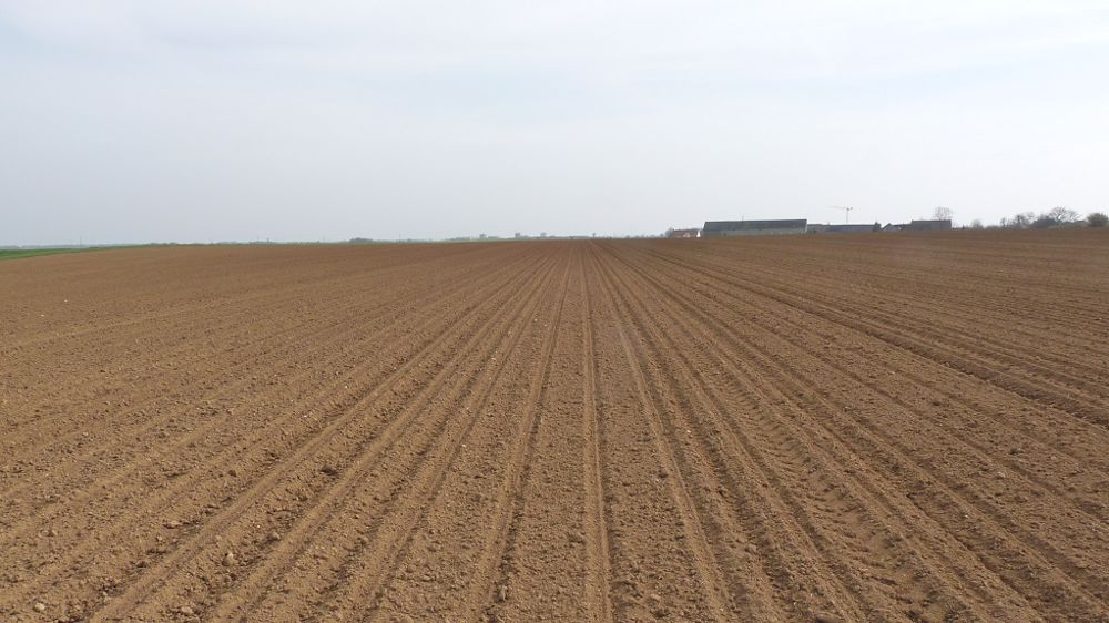 Pour la campagne 2023, les surfaces de betteraves sucrières sont évaluées à 380 000 ha selon Agreste. (©Terre-net Média)