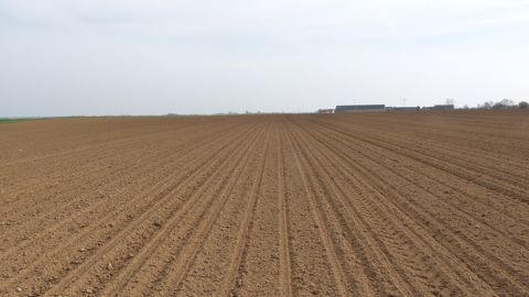 Pour la campagne 2023, les surfaces de betteraves sucrières sont évaluées à 380 000 ha selon Agreste. (©Terre-net Média) Pour la campagne 2023, les surfaces de betteraves sucrières sont évaluées à 380 000 ha selon Agreste. (©Terre-net Média)
