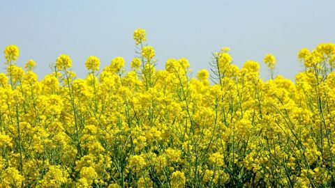 Peu avant 14h00 ce mardi 18 avril, le colza Euronext à terme août 2023 grimpait de 16 €/t, à 477,25 €/t (<a href="https://pixabay.com/fr/users/_alicja_-5975425/" target="_blank">©Alicja</a>, Pixabay) Peu avant 14h00 ce mardi 18 avril, le colza Euronext à terme août 2023 grimpait de 16 €/t, à 477,25 €/t (<a href="https://pixabay.com/fr/users/_alicja_-5975425/" target="_blank">©Alicja</a>, Pixabay)