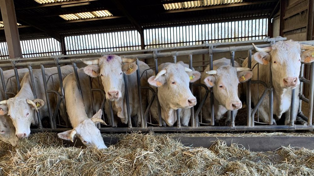 La France est considérée comme indemne de tuberculose depuis 2001. (© Terre-net Média)