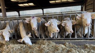 La France est considérée comme indemne de tuberculose depuis 2001. (© Terre-net Média)