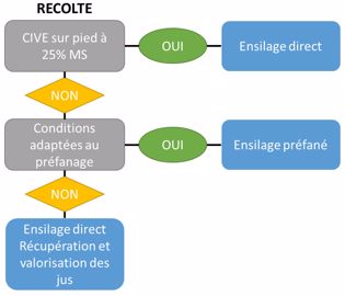 Méthodes de récolte des Cive