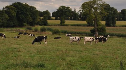 Prairie permanente et prairie temporaire : les deux ont leurs intérêts dans un système herbager. L'une pour sa résistance aux aléas, l'autre pour sa productivité. (©Terre-net Média) Prairie permanente et prairie temporaire : les deux ont leurs intérêts dans un système herbager. L'une pour sa résistance aux aléas, l'autre pour sa productivité. (©Terre-net Média)