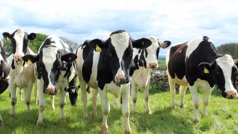 La France compte 17 millions de bovins. (©Cally Lawson/Pixabay) La France compte 17 millions de bovins. (©Cally Lawson/Pixabay)