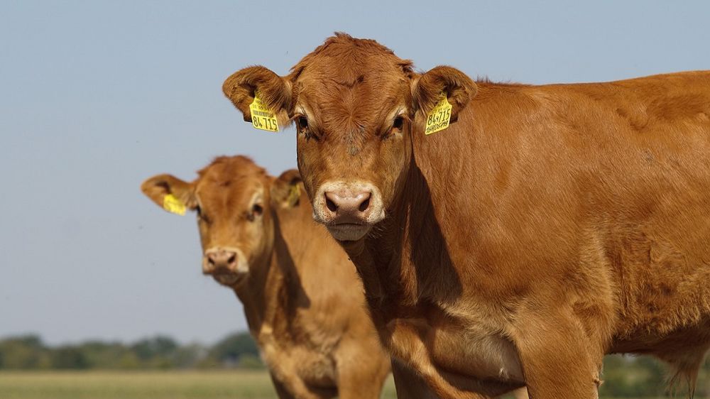 Les importations de viande bovine française ont déjà bondi de plus de 20 % en 2022. (© Pixabay - migoka) Les importations de viande bovine française ont déjà bondi de plus de 20 % en 2022. (© Pixabay - migoka)