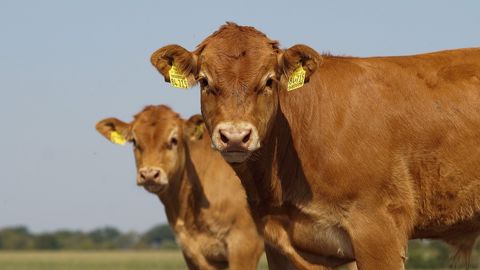 Les importations de viande bovine française ont déjà bondi de plus de 20 % en 2022. (© Pixabay - migoka) Les importations de viande bovine française ont déjà bondi de plus de 20 % en 2022. (© Pixabay - migoka)