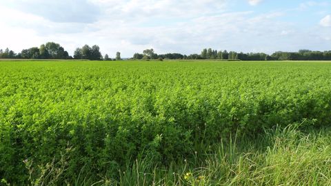<a href="https://www.terre-net.fr/agriculture-biologique/article/170443/performances-techniques-d-un-essai-bio-de-longue-duree" target="_self">Après la présentation des résultats techniques</a>, Arvalis fait le point sur les aspects économiques et environnementaux de son essai bio longue durée. (©Terre-net Média) <a href="https://www.terre-net.fr/agriculture-biologique/article/170443/performances-techniques-d-un-essai-bio-de-longue-duree" target="_self">Après la présentation des résultats techniques</a>, Arvalis fait le point sur les aspects économiques et environnementaux de son essai bio longue durée. (©Terre-net Média)