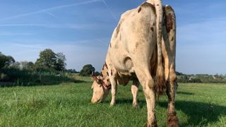 Mieux connaître les parasites des bovins pour mieux les contrôler Mieux connaître les parasites des bovins pour mieux les contrôler