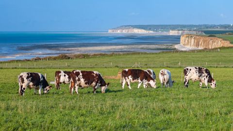 En Seine-Maritime, le prix moyen des terres dépasse les 10 000 € de l'hectare en 2022. (©S Leitenberger - AdobeStock) En Seine-Maritime, le prix moyen des terres dépasse les 10 000 € de l'hectare en 2022. (©S Leitenberger - AdobeStock)