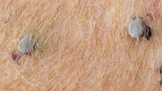Retirer les tiques chez les bovins en limitant la douleur Retirer les tiques chez les bovins en limitant la douleur