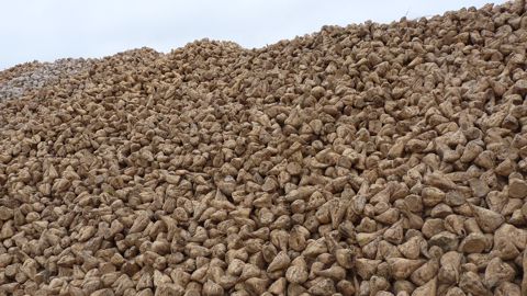 Pour la campagne 2023, « les planteurs savent déjà qu'ils peuvent compter sur un prix minimum garanti de 34,40 €/t en forfait collet », notent les équipes Saint Louis Sucre. (©Terre-net Média) Pour la campagne 2023, « les planteurs savent déjà qu'ils peuvent compter sur un prix minimum garanti de 34,40 €/t en forfait collet », notent les équipes Saint Louis Sucre. (©Terre-net Média)