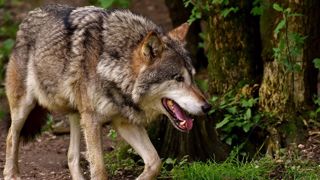 Le nombre de bovins victimes des loups augmente d'années en années. (© Alexas_Foto) Le nombre de bovins victimes des loups augmente d'années en années. (© Alexas_Foto)