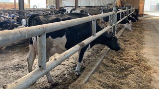 Encore du travail à fournir en conseil pour atteindre l'autonomie protéique Encore du travail à fournir en conseil pour atteindre l'autonomie protéique