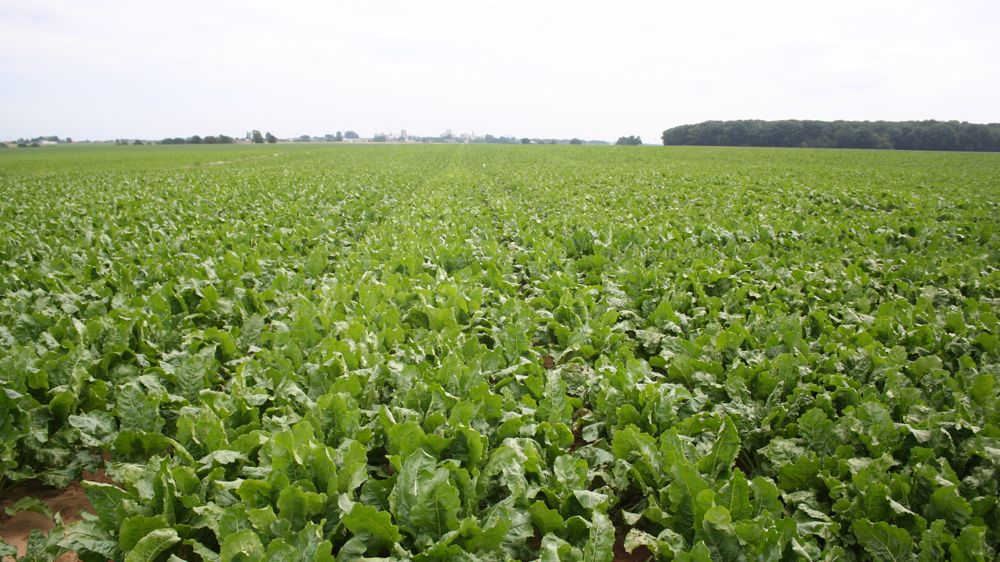 Soiltech déploie Optima Sugar + sur betteraves