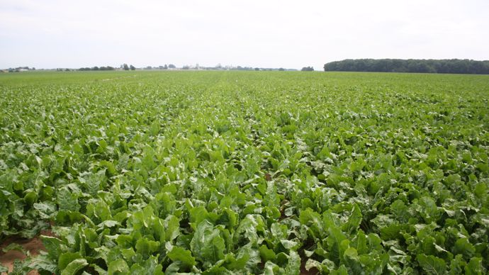 Soiltech déploie Optima Sugar + sur betteraves