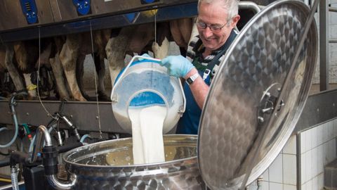 Nourrir les veaux avec du lait entier est un jeu d'enfant 