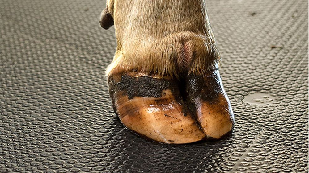 Couloirs de circulation et santé des onglons