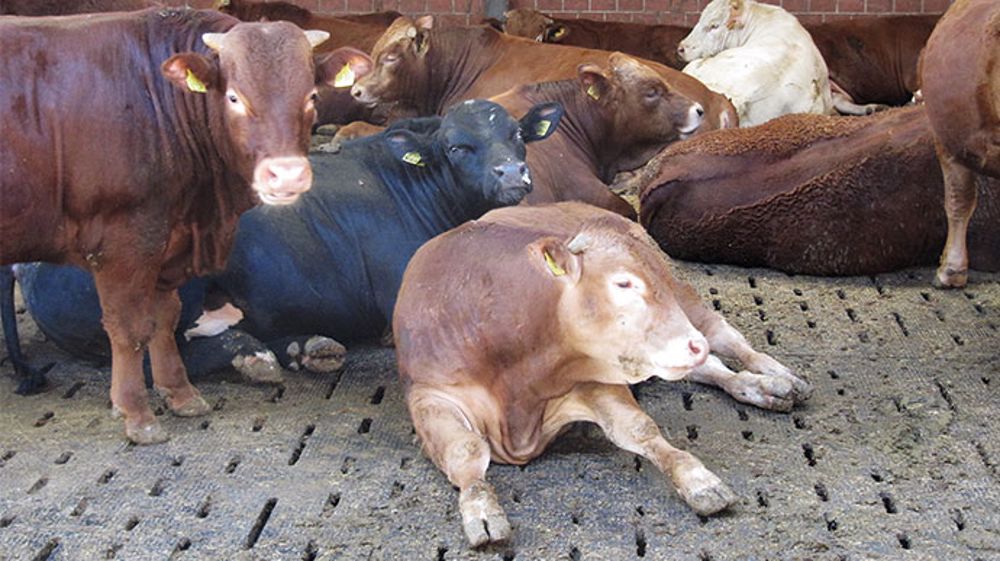 Du confort pour les bovins d’engraissement… aussi !