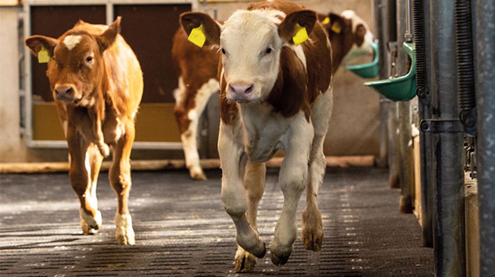 La propreté dans l’élevage des veaux