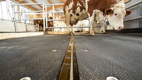 Réduire les émissions d’ammoniac grâce à vos couloirs de circulation