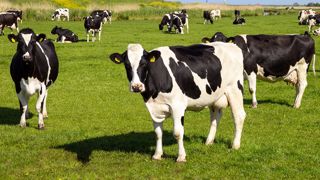 La rencontre entre bovins pâturants et parasites internes est inévitable. Il s'agit d'adopter les meilleures stratégies pour que celle-ci serve la mise en place de l’immunité et puisse ensuite avoir lieu sans dommage pour les animaux. La rencontre entre bovins pâturants et parasites internes est inévitable. Il s'agit d'adopter les meilleures stratégies pour que celle-ci serve la mise en place de l’immunité et puisse ensuite avoir lieu sans dommage pour les animaux.